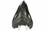 Serrated, Fossil Megalodon Tooth - South Carolina #137066-1